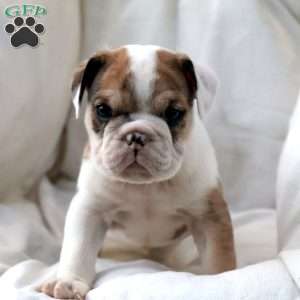 Mistrial, English Bulldog Puppy